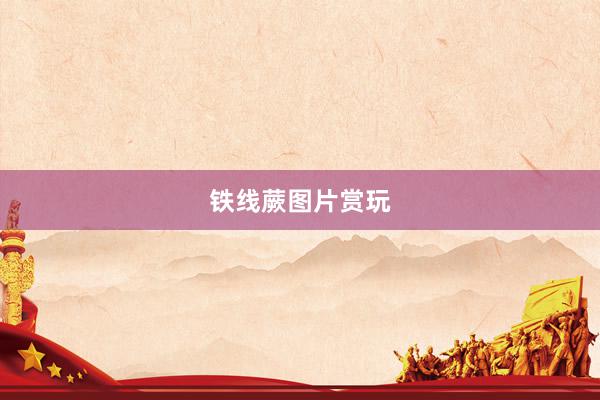 铁线蕨图片赏玩